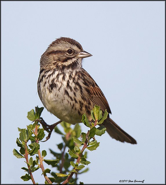 _1SB9387 song sparrow.jpg